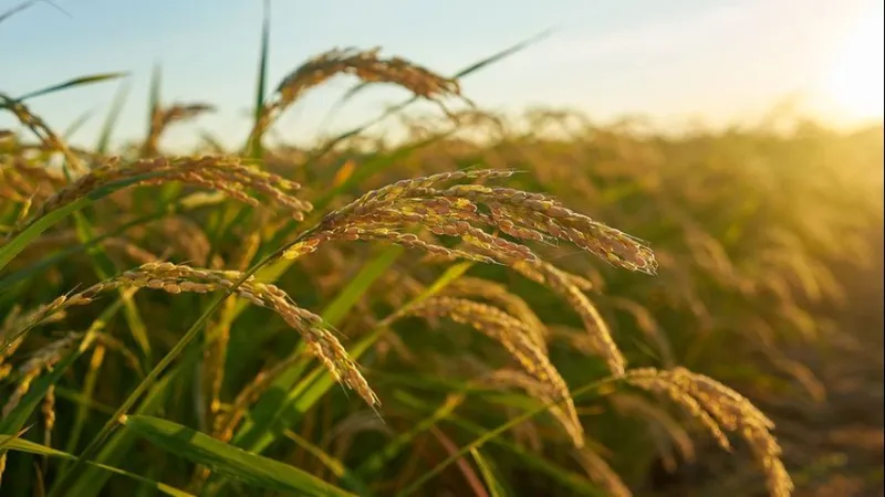 Louisiana Agriculture Hall of Distinction accepting nominations for annual induction ceremony