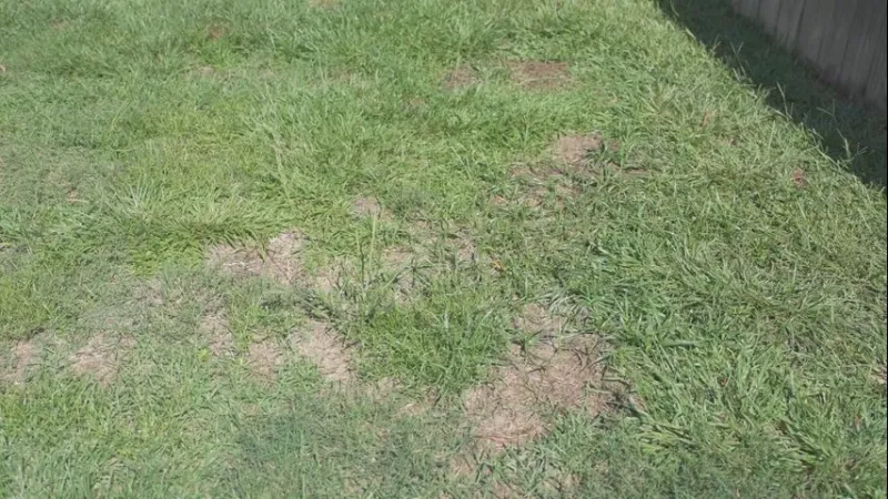 Lawn treatment leaves woman's yard in worse shape, sparks frustration