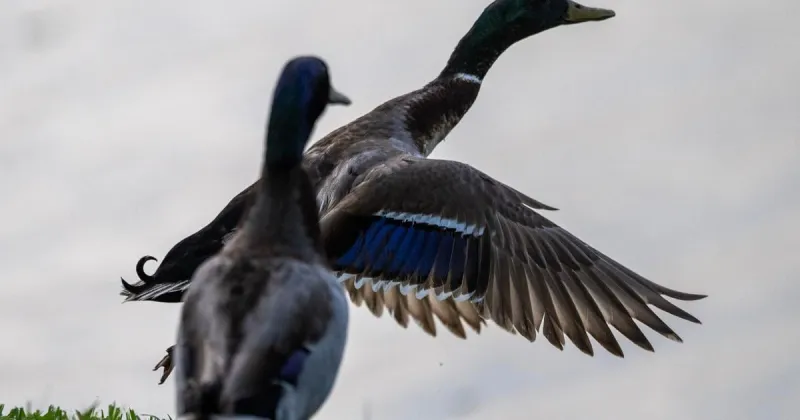 LWFC to take up reduction in hen mallards, pintails take