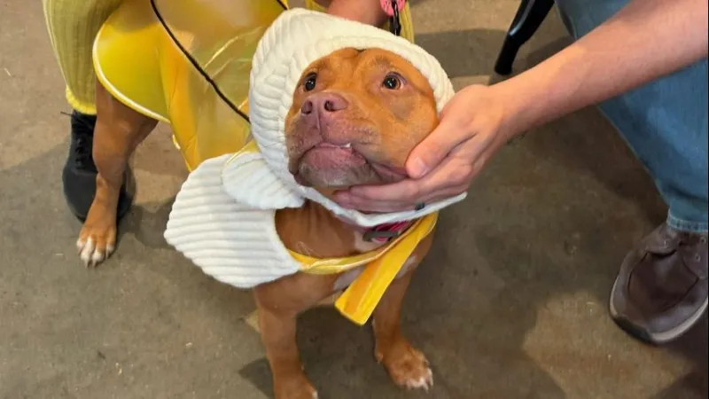 Baton Rouge brewery hosts Barktoberfest fundraiser for Capital Area Animal Welfare Society