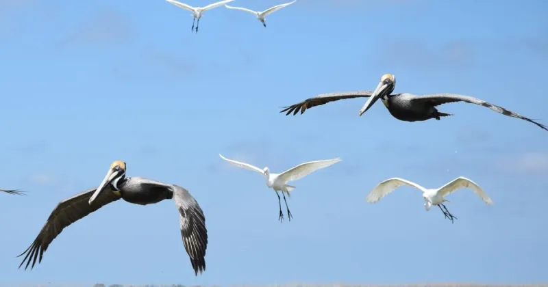 Letters: 'Pelican Thrasher' pipeline's name adds insult to injury