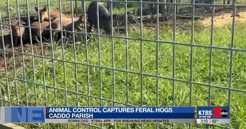 Caddo Parish animal services traps 21 destructive feral hogs near Blanchard