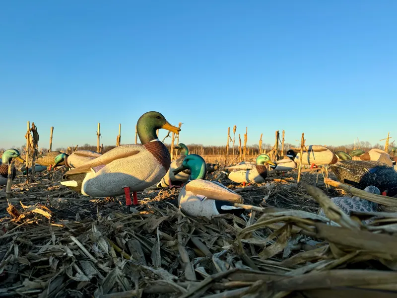 Hunting Guide Cited - Illegal Duck Hunting in Vermilion Parish