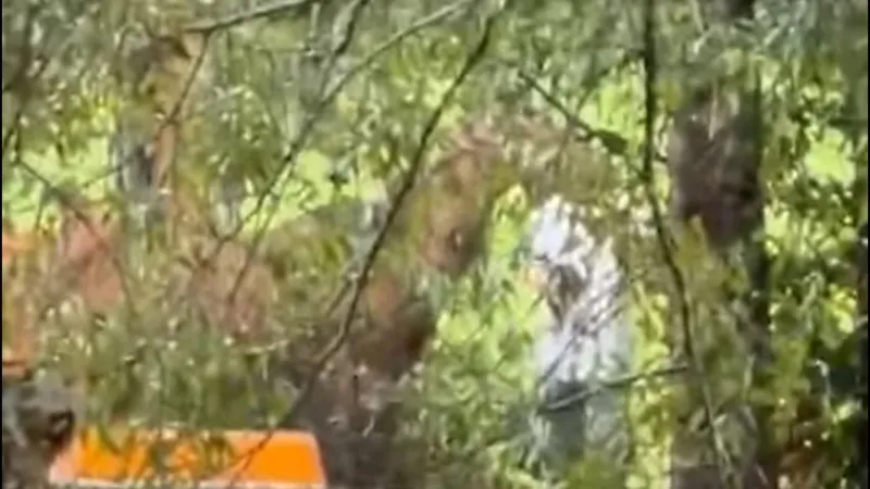 Man caught on video shooting horse arrested for animal cruelty