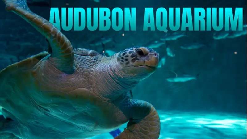 One Tank Trips: Audubon Aquarium and Insectarium