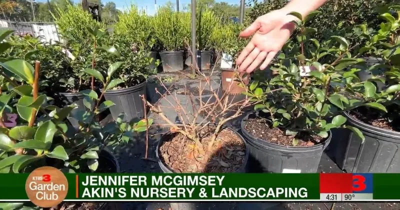 KTBS 3 Garden Club: Local nursery expert offers tips for handling shrub loss following summer drought