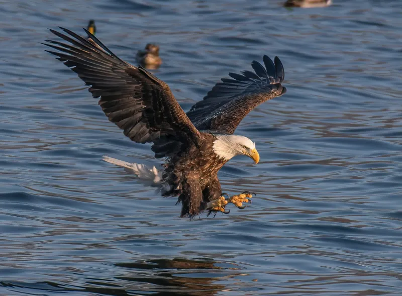 Bald Eagle Seen Swimming in South Louisiana Lake
