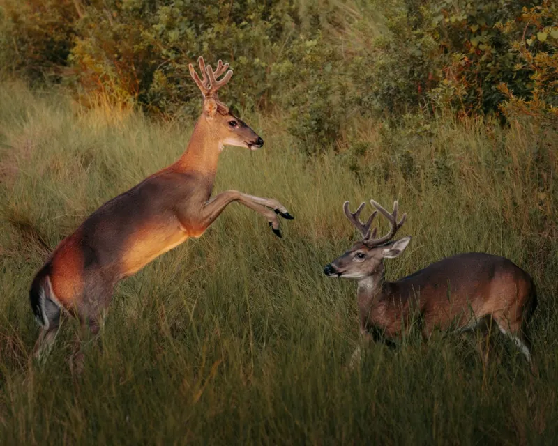 Never Tell Your Wife That Deer Hunting Saves on Grocery Bills