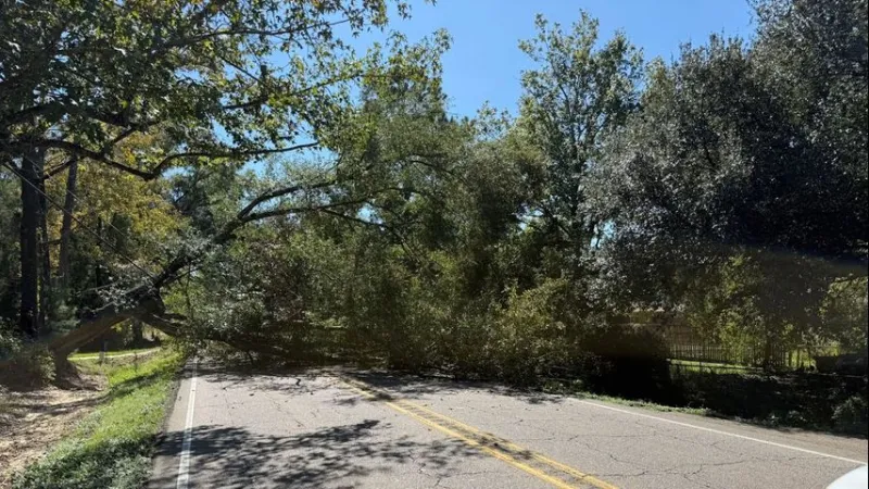 Walker North Road closed in both directions just north of Hodges Lane after tree falls in roadway