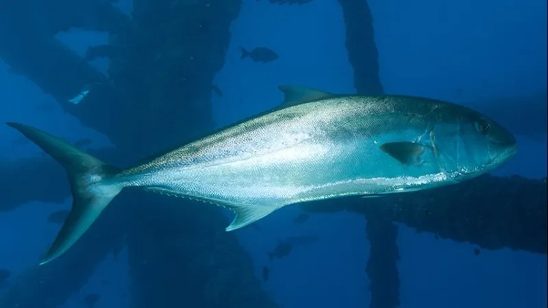 LDWF: Greater amberjack season in Louisiana ends Wednesday