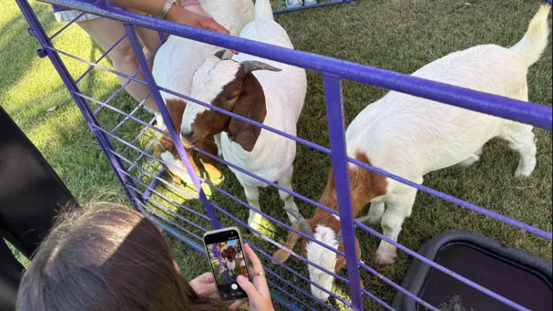 Petting zoo hosted on LSU campus as part of homecoming week