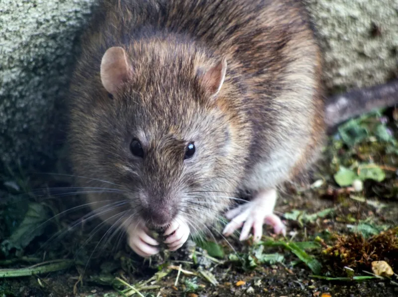 Louisiana Lands One on 'Most Rat-Infested Cities' in America 2026