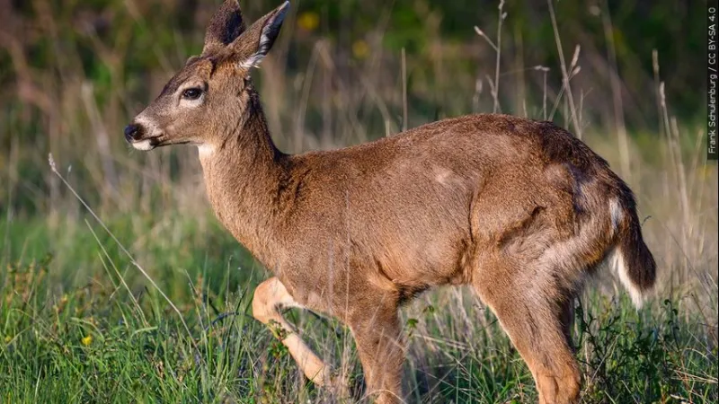 LDWF reminds hunters to check dates and area limits as deer season begins