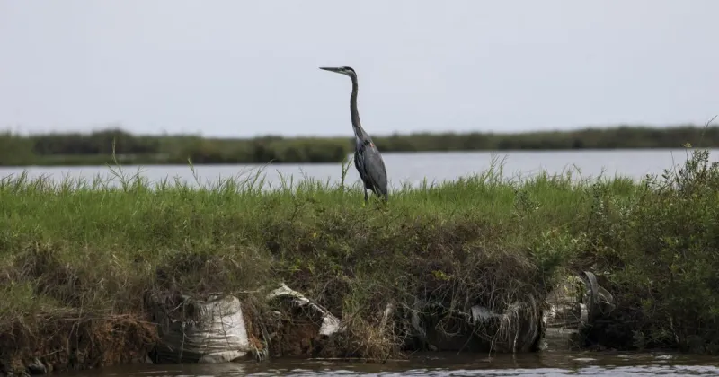SpaceX launch site raises environmental concerns as conservation groups challenge FAA rules
