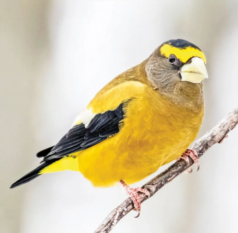Evening Grosbeaks Put Groton on the Birder Map
