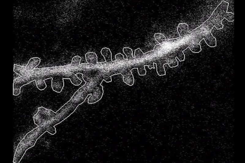 The rules neurons follow to make sense of what we see