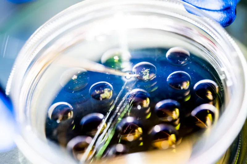 Northeastern co-ops are helping this machine find undetected egg cells