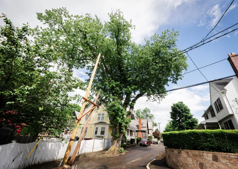 Swampscott speaks for the trees