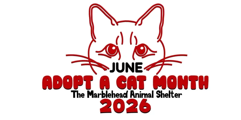 Marblehead cats ready for furever homes