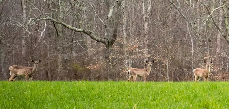 State deems hunter shooting to be accidental
