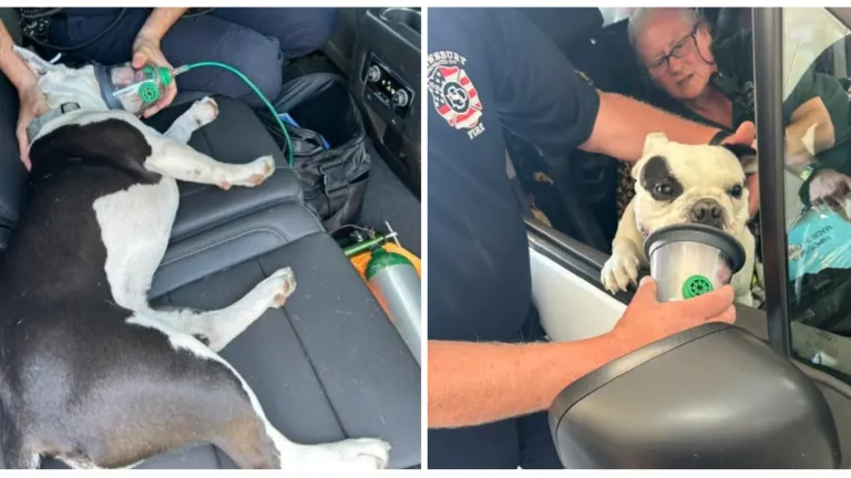 Mass. fire department issues warning after helping 2 dogs struggling to breathe in the heat