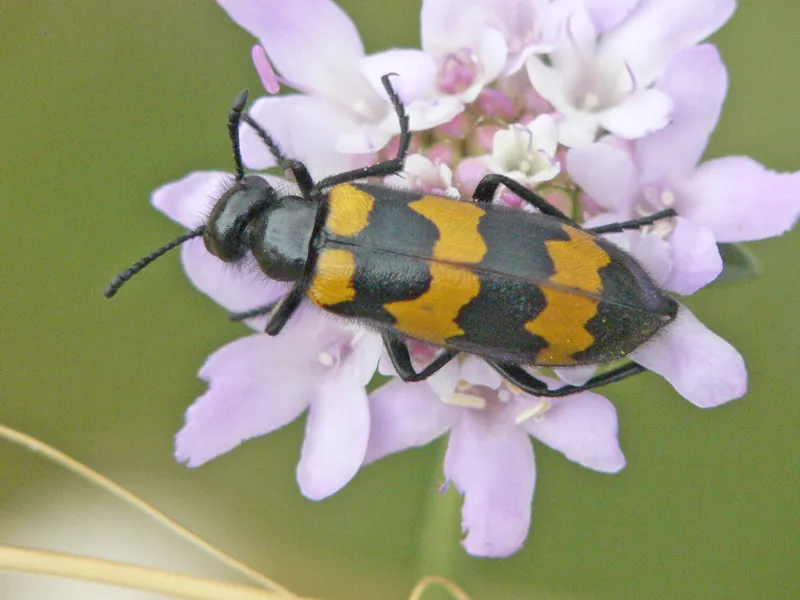 Wild Side: Checkered beetles