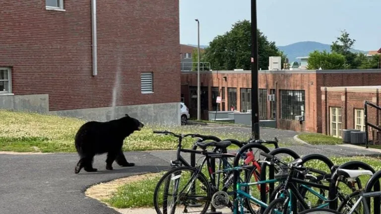 So long,'ZooMass': Black bear gets the boot from UMass Amherst campus