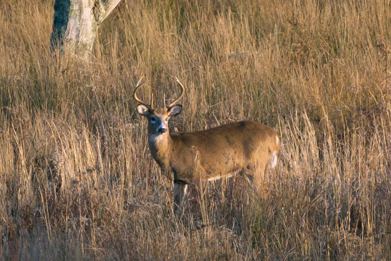 Hunting provisions pass in House environmental bill