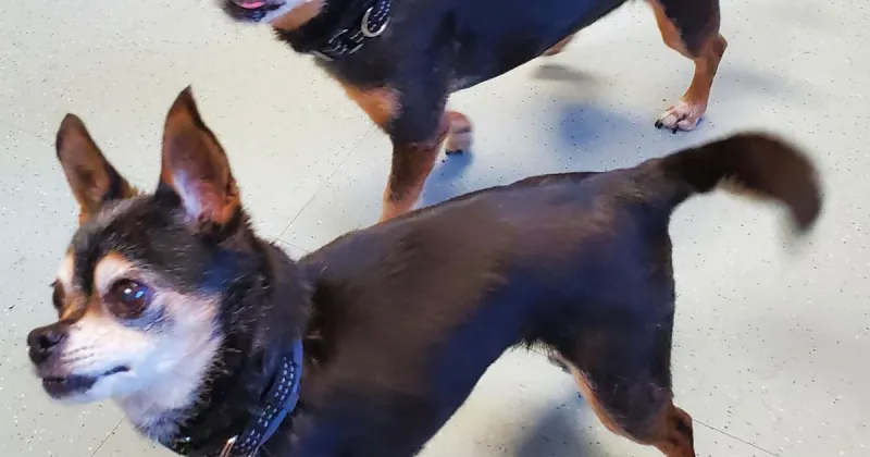 Friends of Falmouth Dogs - June 19, 2026