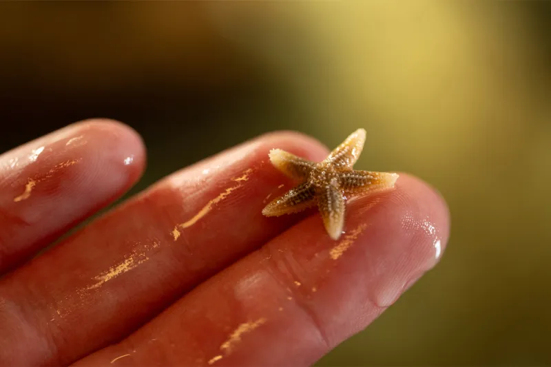 After a decade of death, why are sea stars having a baby boom?