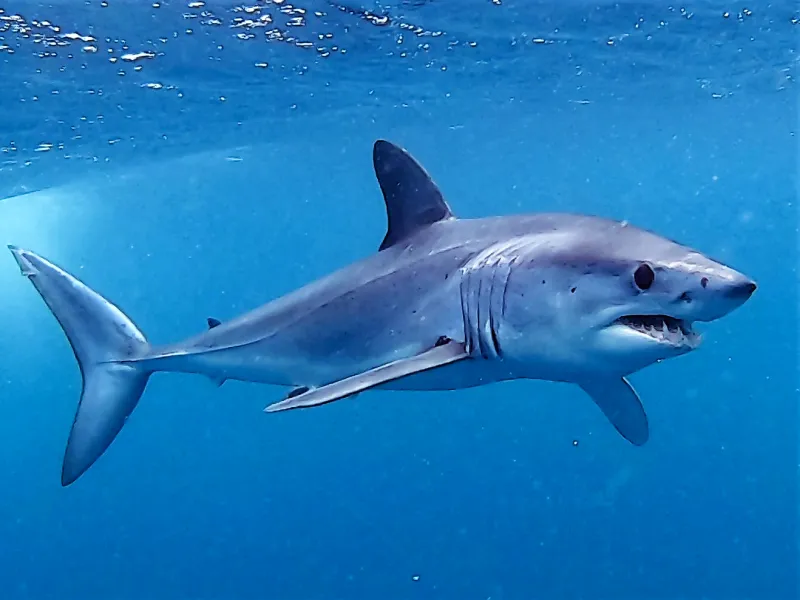 Mako shark mascot delayed again after split school committee vote