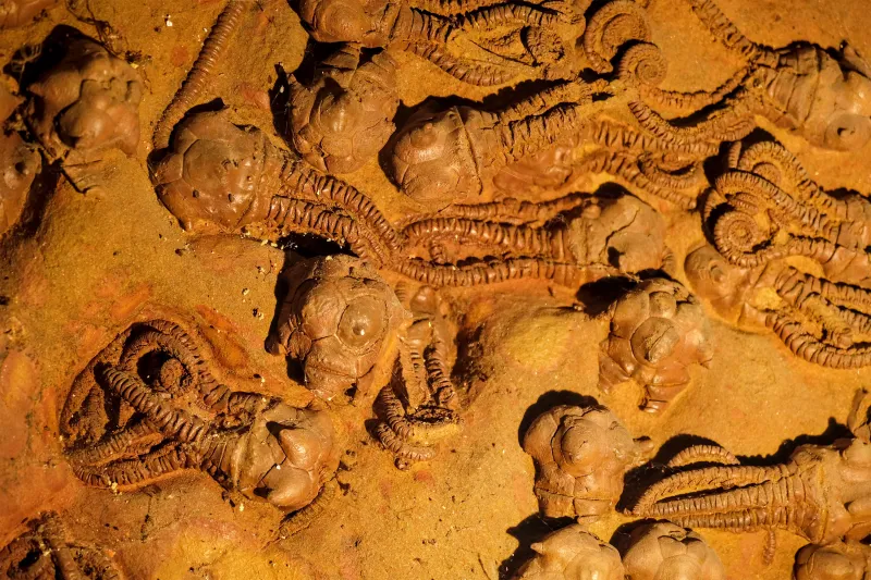 What happens when environmental change outpaces life's ability to adapt?