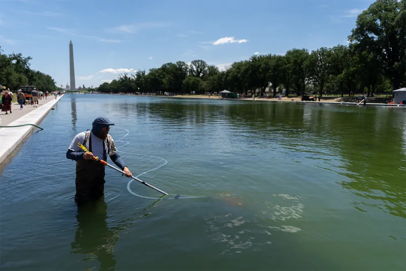Reflections on algae in bloom in the Reflecting Pool (and elsewhere)
