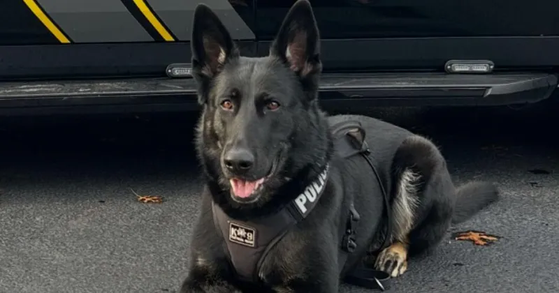 Mashpee Wampanoag Police K-9 To Receive Body Armor