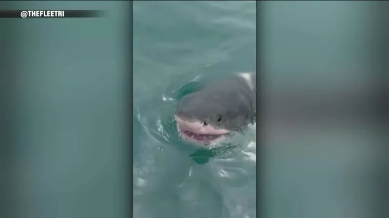 Great white shark spotted feasting on whale off Block Island
