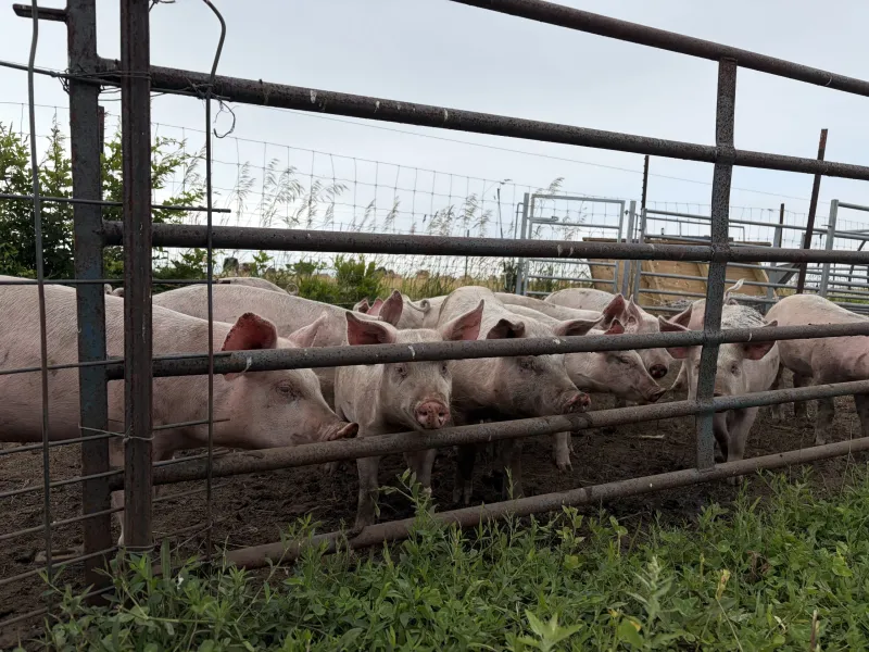 First Annual Farm Day