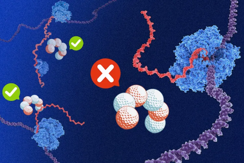 Why are some bacterial genes high in purines?