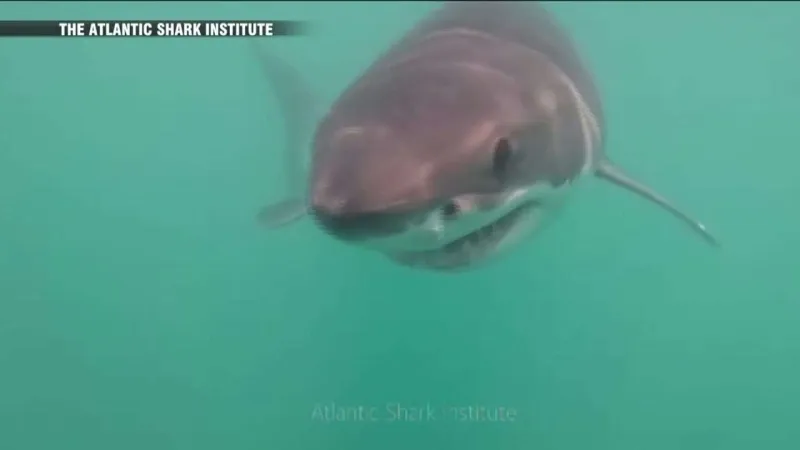 New video of great white sighting off Block Island