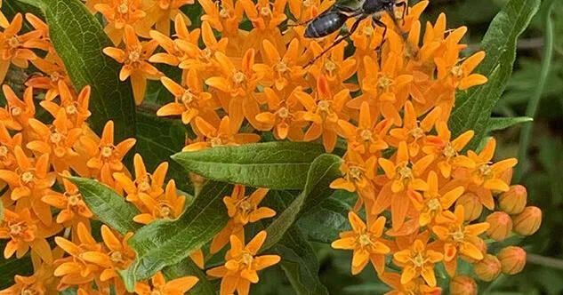 Nature Watch: The Flamboyance Of July