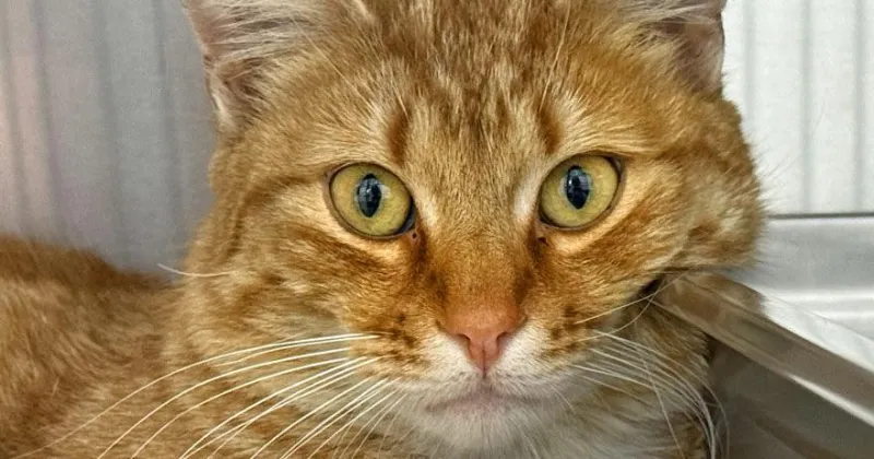 People for Cats - July 10, 2026