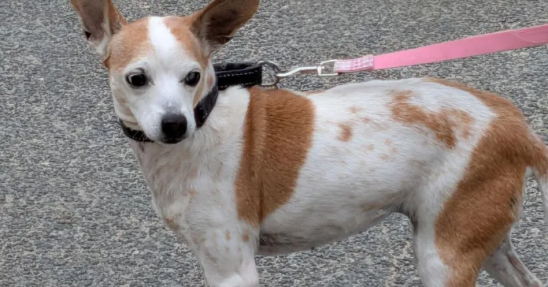 Friends of Falmouth Dogs - July 10, 2026