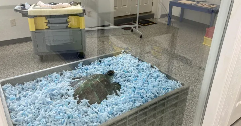 National Marine Life Center Opens Renovated Discovery Center