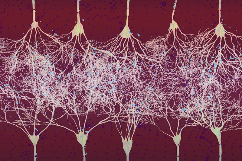 How visual learning happens in the brain