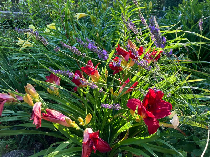 Garden Notes: The pleasures of daylilies
