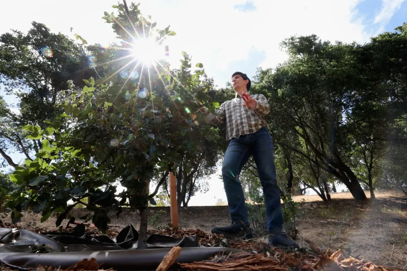This project aims to rescue Oakland's namesake tree species