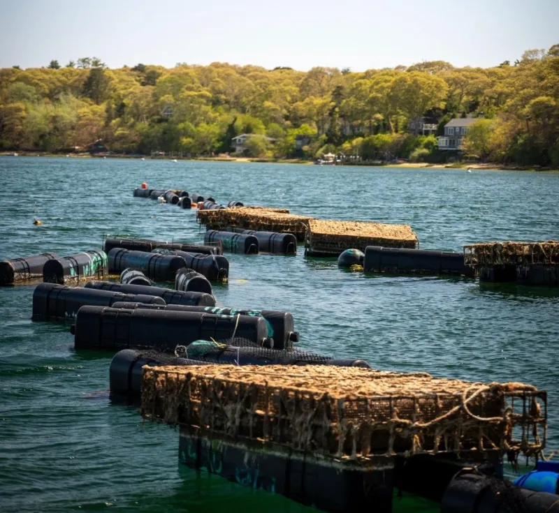 Tisbury Oyster Co. receives $10,000 state grant