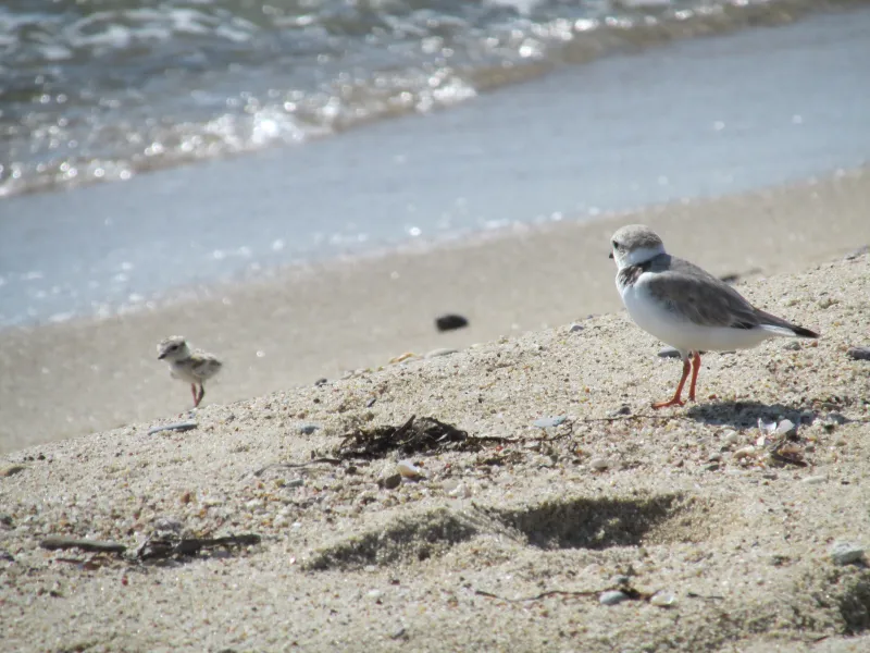 Federal wildlife officials investigate death of piping plover chick