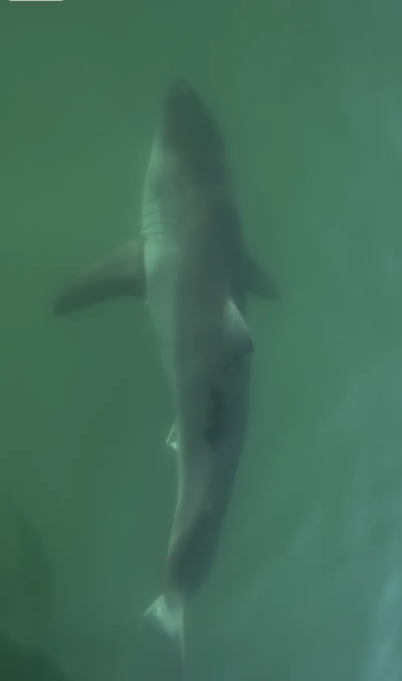 Tagging one of the ocean's most elusive animals