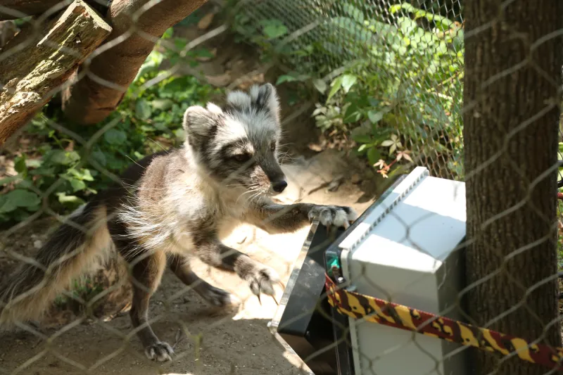 Zoo animals get innovative new toys from this groundbreaking class