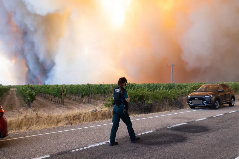 What is 'smoke taint'? How wildfires may affect your favorite wine